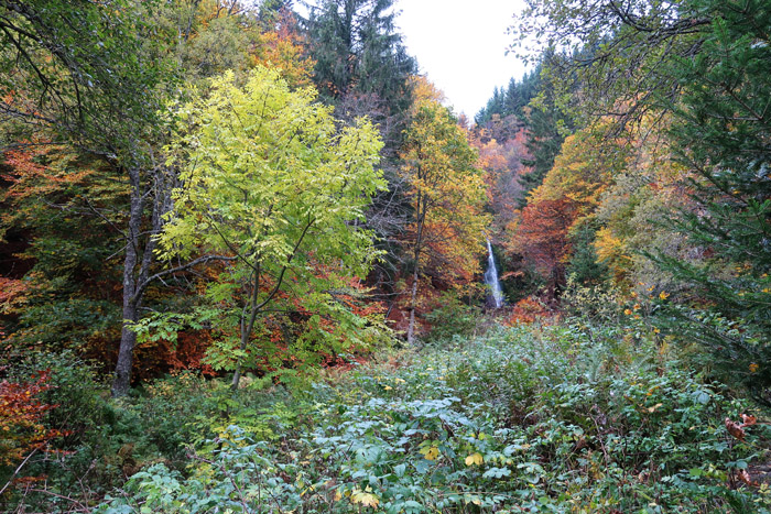 Cascade au milieu de la forêt d'automne.