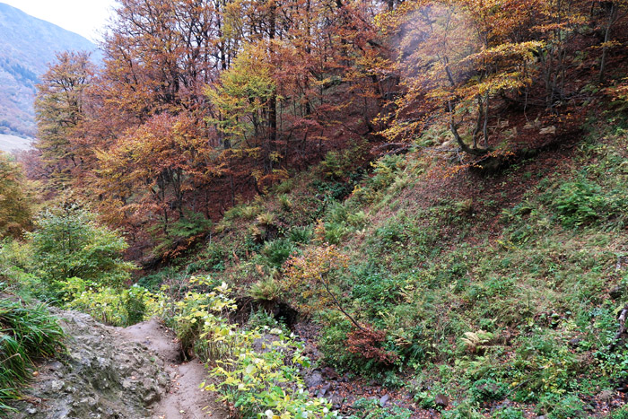 Forêt d'automne.