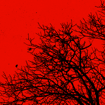 Animation d’oiseaux autour d’un arbre en contre-jour, noir sur rouge.